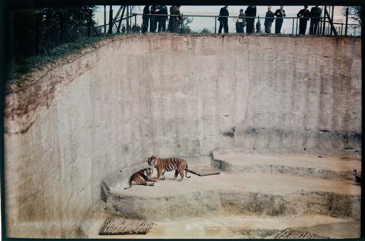 Whipsnade Zoo, Whipsnade, Central Bedfordshire, Central Bedfordshire, Reino Unido de Eric Maybank