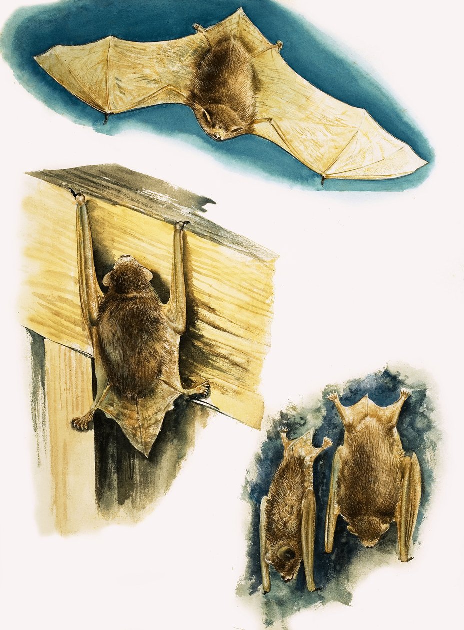 Morcegos de Eric Tansley