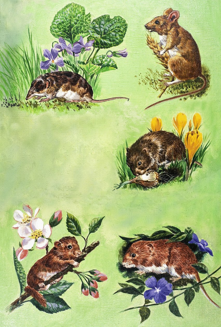 Ratos, ratazanas e musaranhos de Eric Tansley