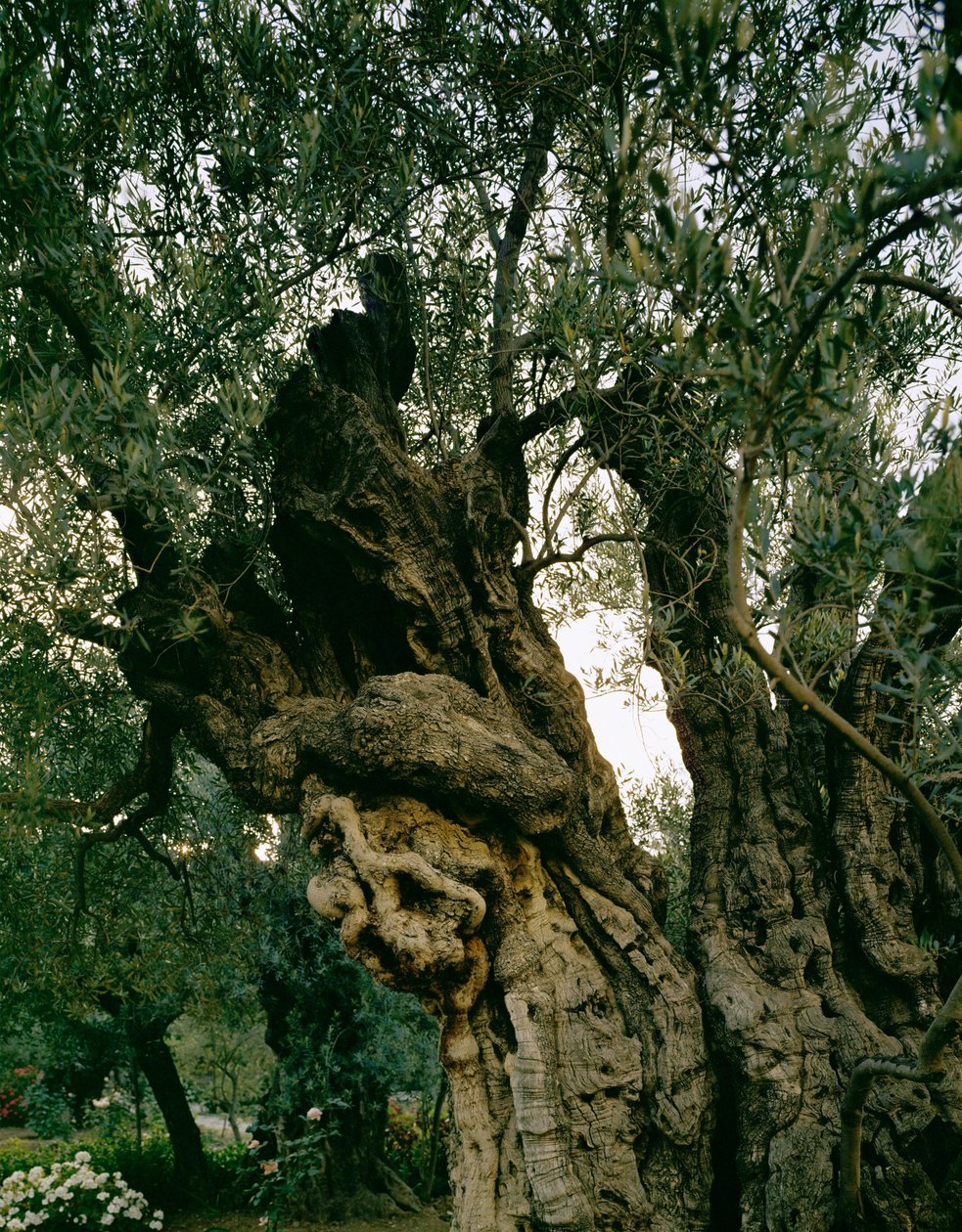 Oliveiras antigas no Jardim de Getsémani, Vale de Kidron, Jerusalém, Israel (foto) de Erich Lessing