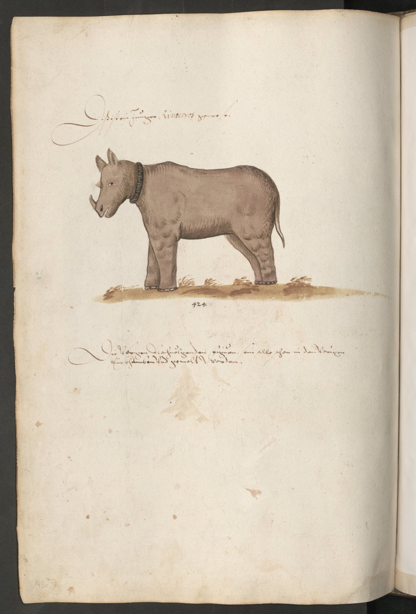 Rinoceronte de Erich Lessing