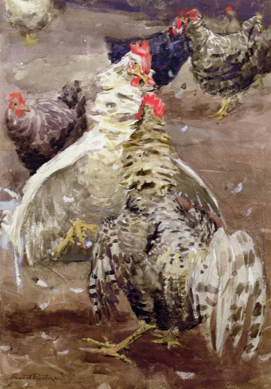Galos, 1910 (wc no papel) de Ernest Procter