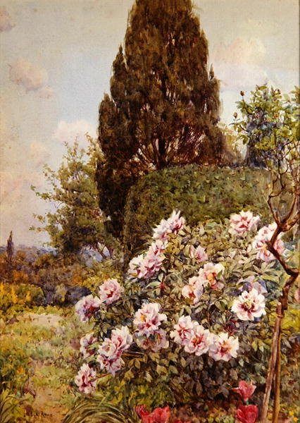 Peonies, Coddington, perto de Ledbury (lápis e aguarela sobre papel) de Ernest Arthur Rowe