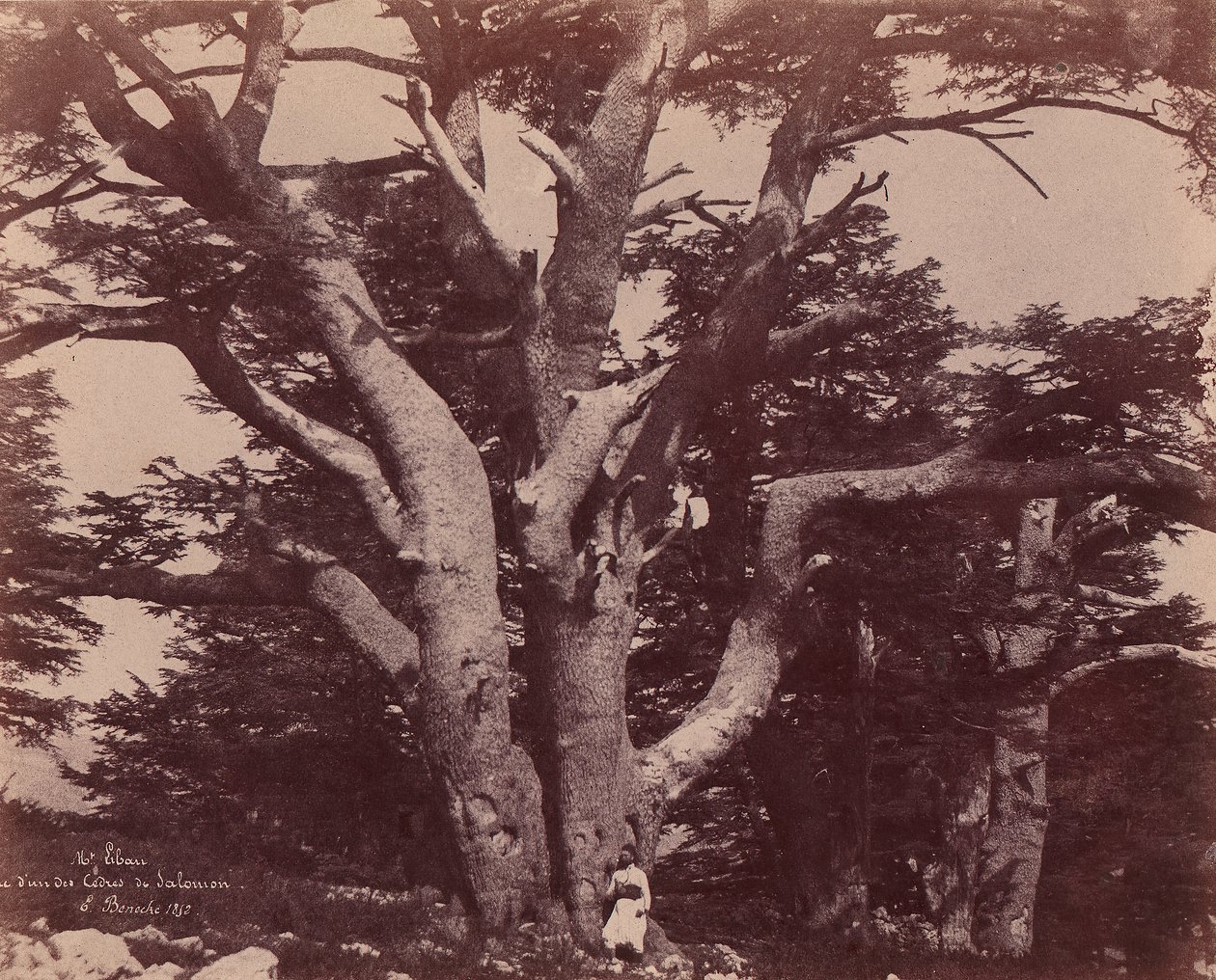 Floresta. de Ernest Benecke