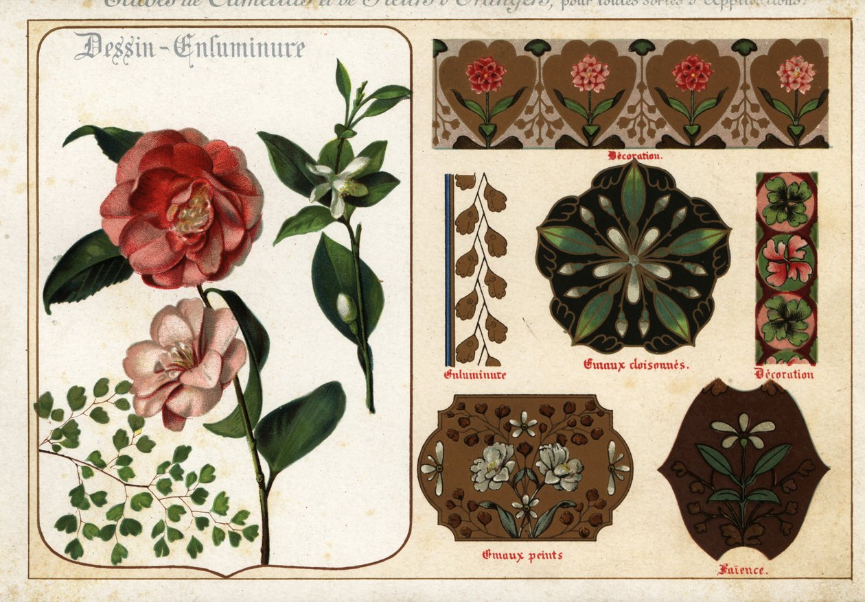 Imagens de camélias e flores laranjas de manuscritos e thei de Ernest Guillot