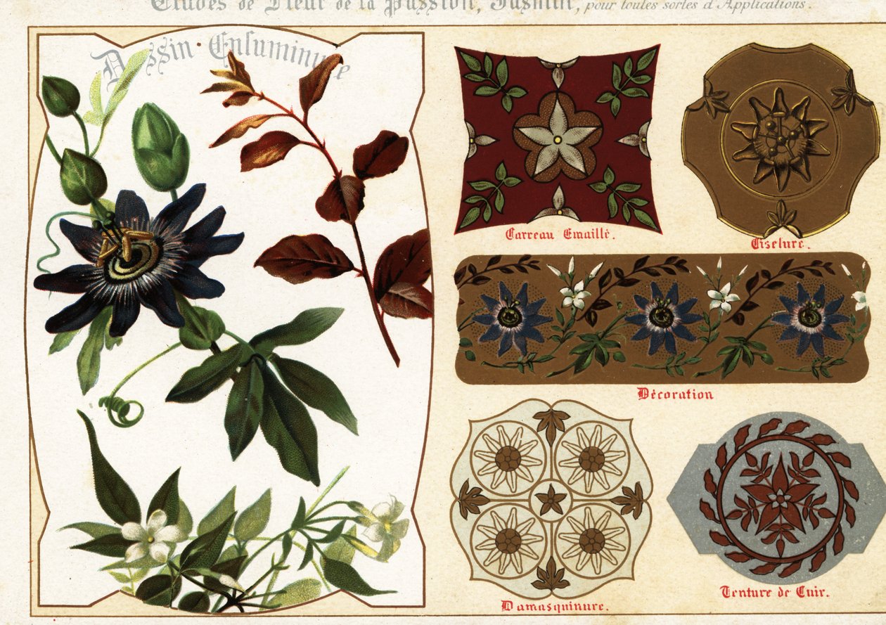 Imagens de jasmim e passionflower dos manuscritos e do seu a de Ernest Guillot