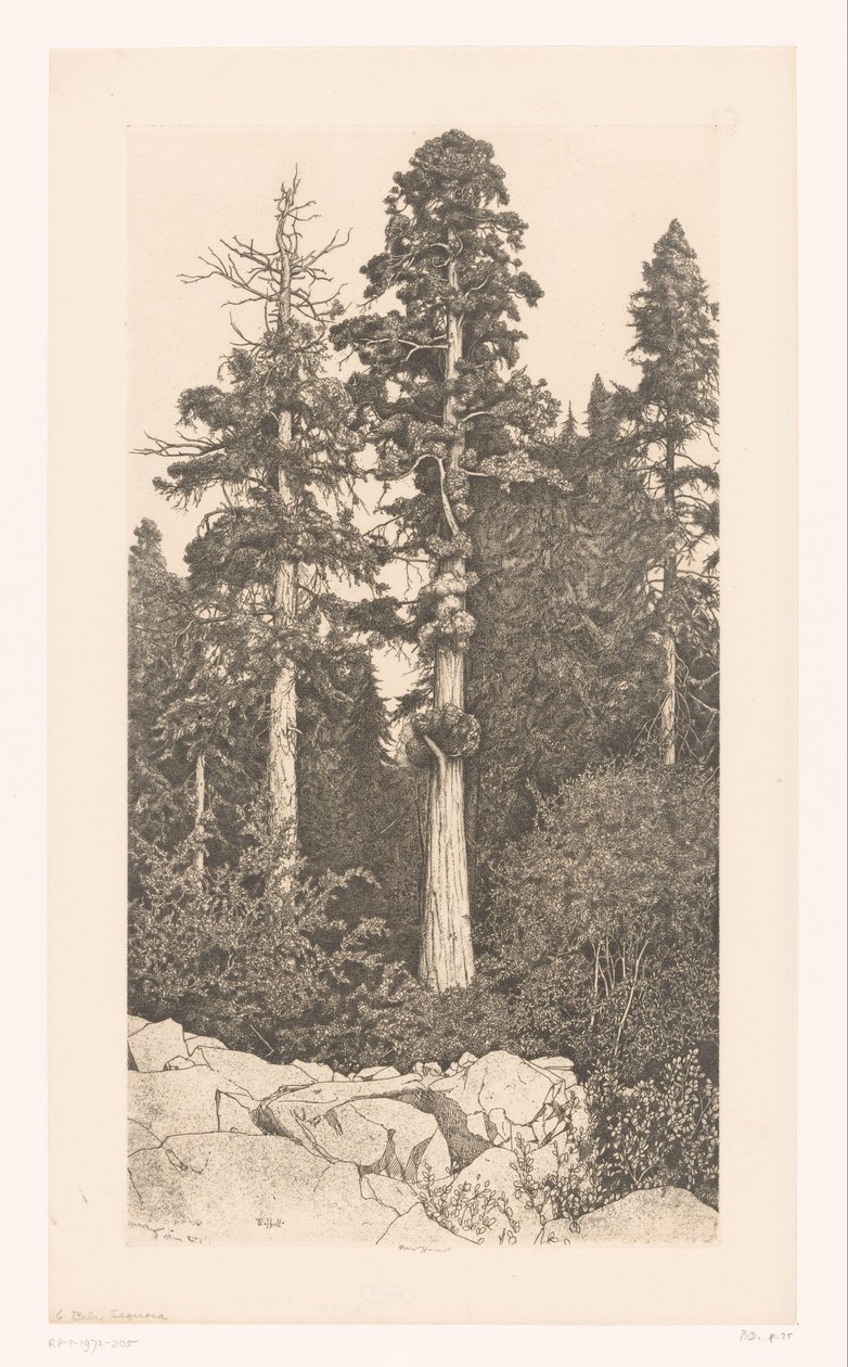 Sequoia árvore
Sequóia do bebé de Ernest Haskell (signed by artist)