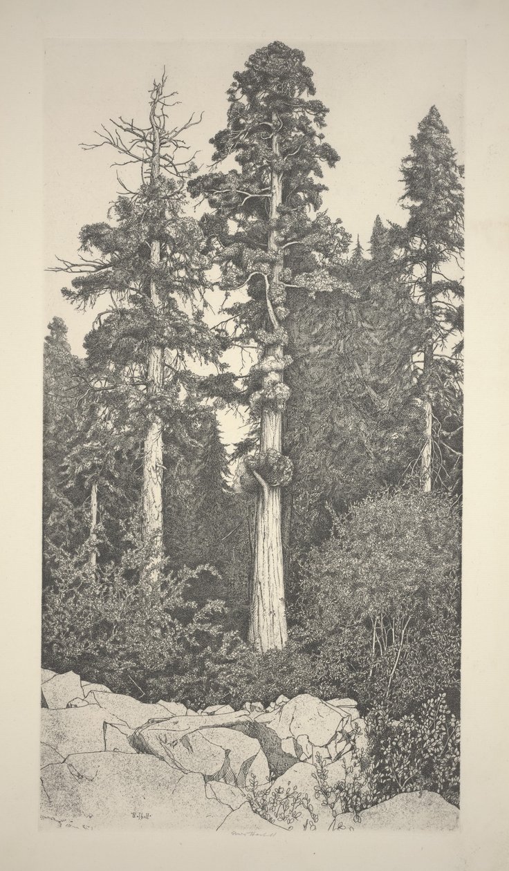 Sequoia bebê de Ernest Haskell