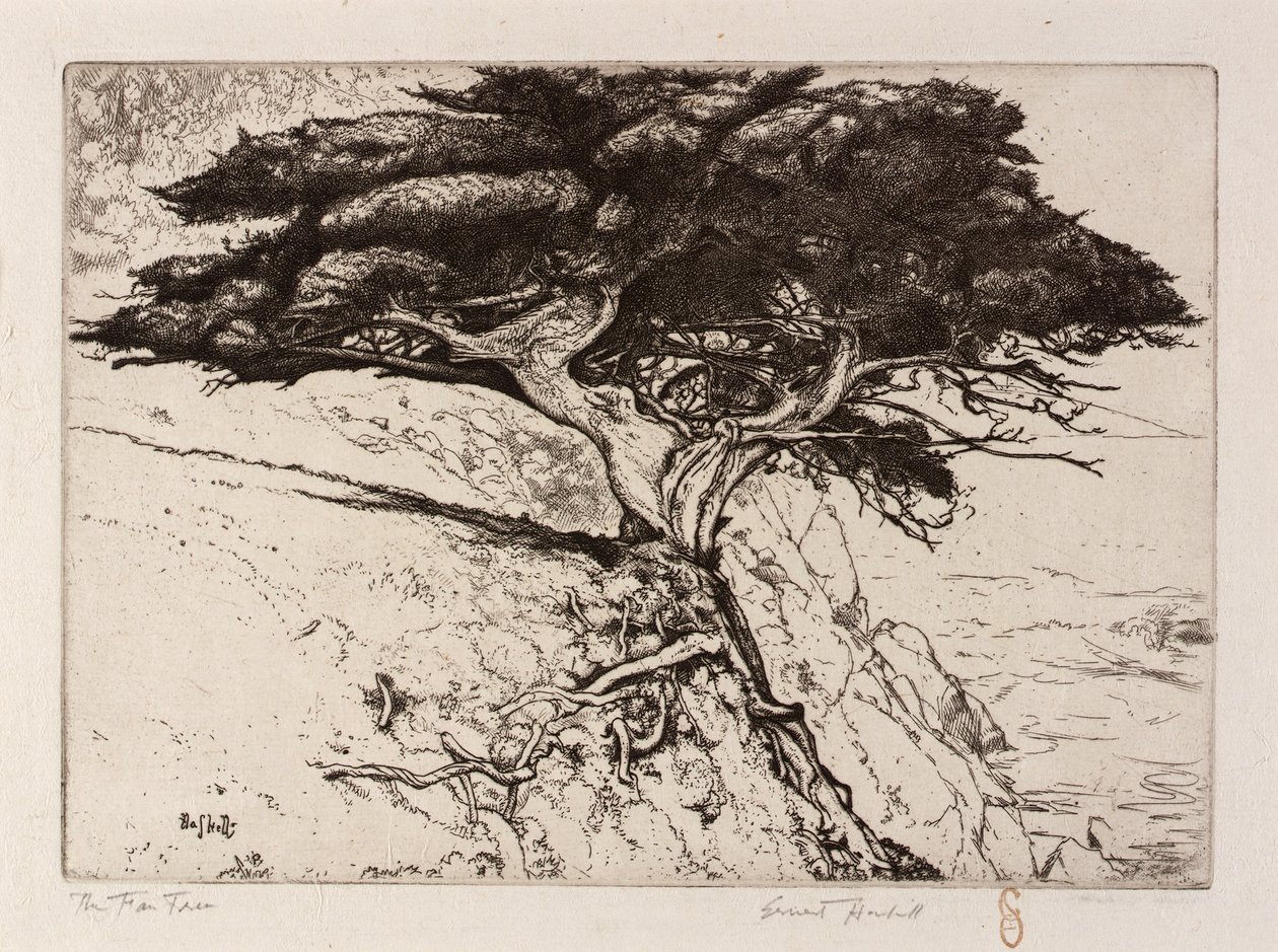 A árvore de leques de Ernest Haskell