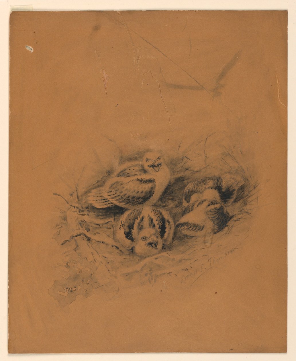 Aves de Ernest Thompson Seton