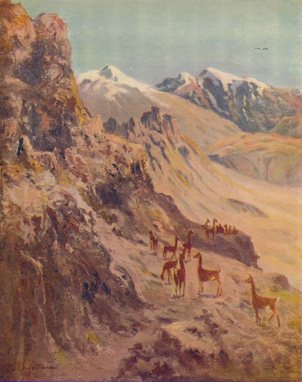 Guanaco, 1916 de Ernest William Christmas
