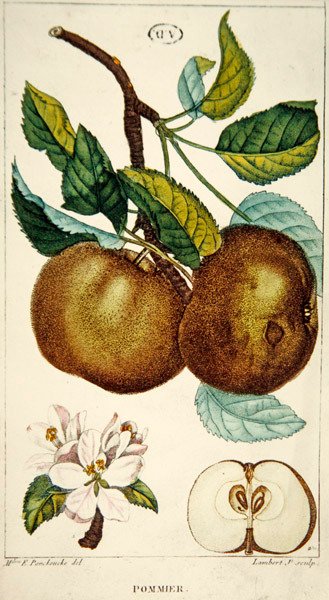 Macieira, gravada por Lambert, c.1820 (gravação a cores) de Ernestine (after) Panckoucke