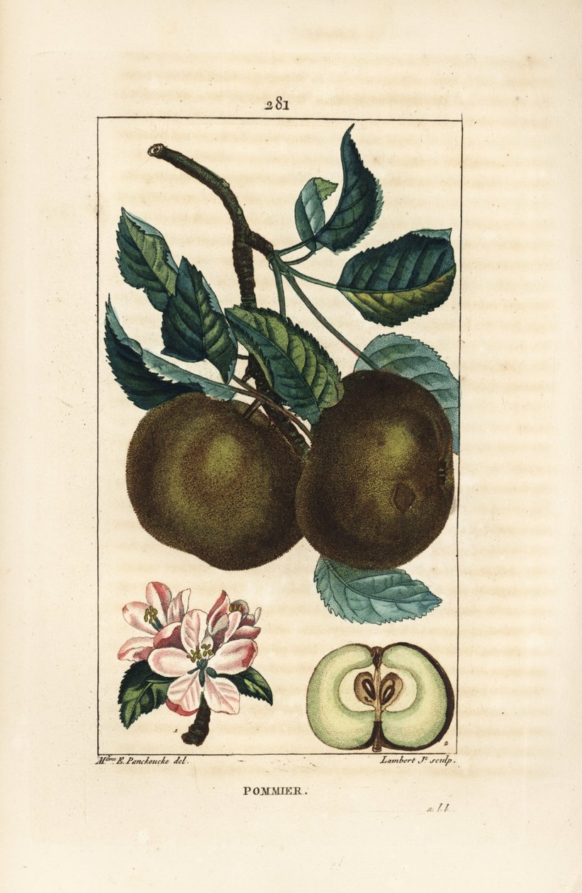 Macieira - macieira, Malus domestica, com ramo, folha, fruto, flor e fruto maduro em seção mostrando sementes. Gravura em chapa de cobre colorida à mão por Lambert Junior a partir de um desenho de Ernestine Panckoucke de Chaumeton, Poiret e Chamberet