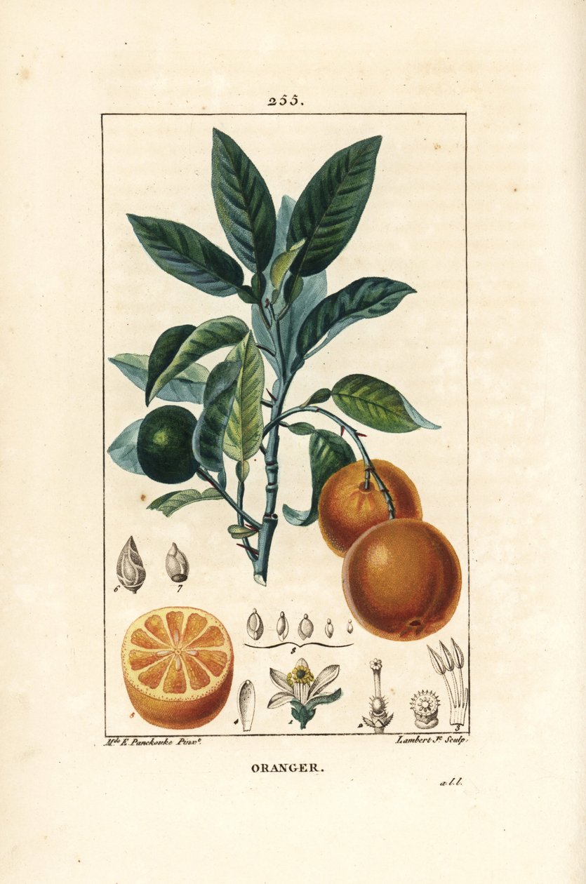 Bigaradier, Laranja, Citrus aurantium, com ramo, folha, flor, fruto maduro e não maduro, e secção através do fruto. Gravura de chapa de cobre colorida à mão por Lambert Junior a partir de um desenho de Ernestine Panckoucke de Chaumeton, Poiret e Chamberet