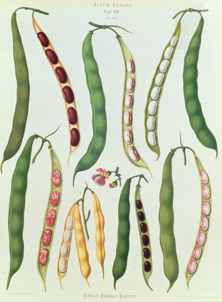 Feijão, Tab VII do &39;Album Benary&39;, gravado por G. Severeyns, 1876 (chromolitho) de Ernst Benary
