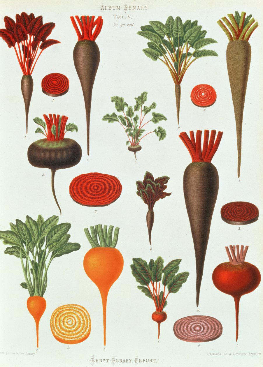 Beterraba, Tab X do &39;Album Benary&39;, gravado por G. Severeyns, 1876 (chromolitho) de Ernst Benary