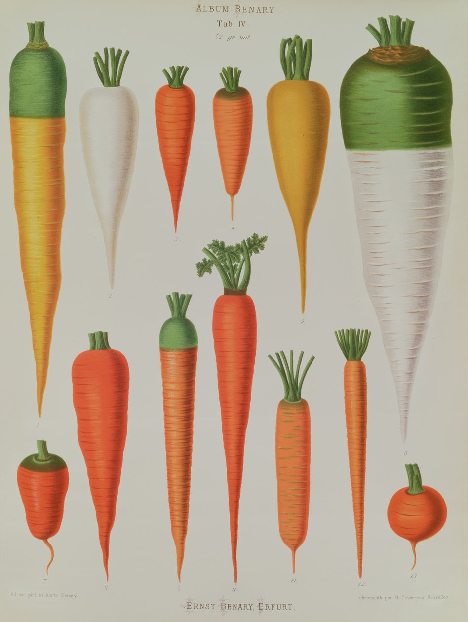 Cenouras, tabela IV do &39;Album Benary&39;, gravado por G. Severeyns, 1876 (cromolitho) de Ernst Benary