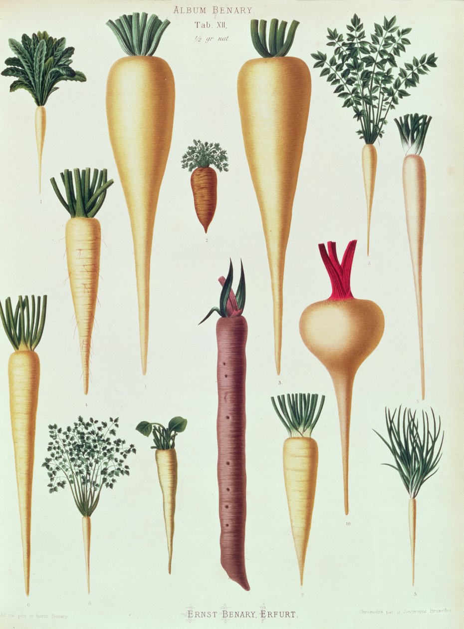 Nabos, Tab XII do &39;Album Benary&39;, gravado por G. Severeyns, 1876 (chromolitho) de Ernst Benary