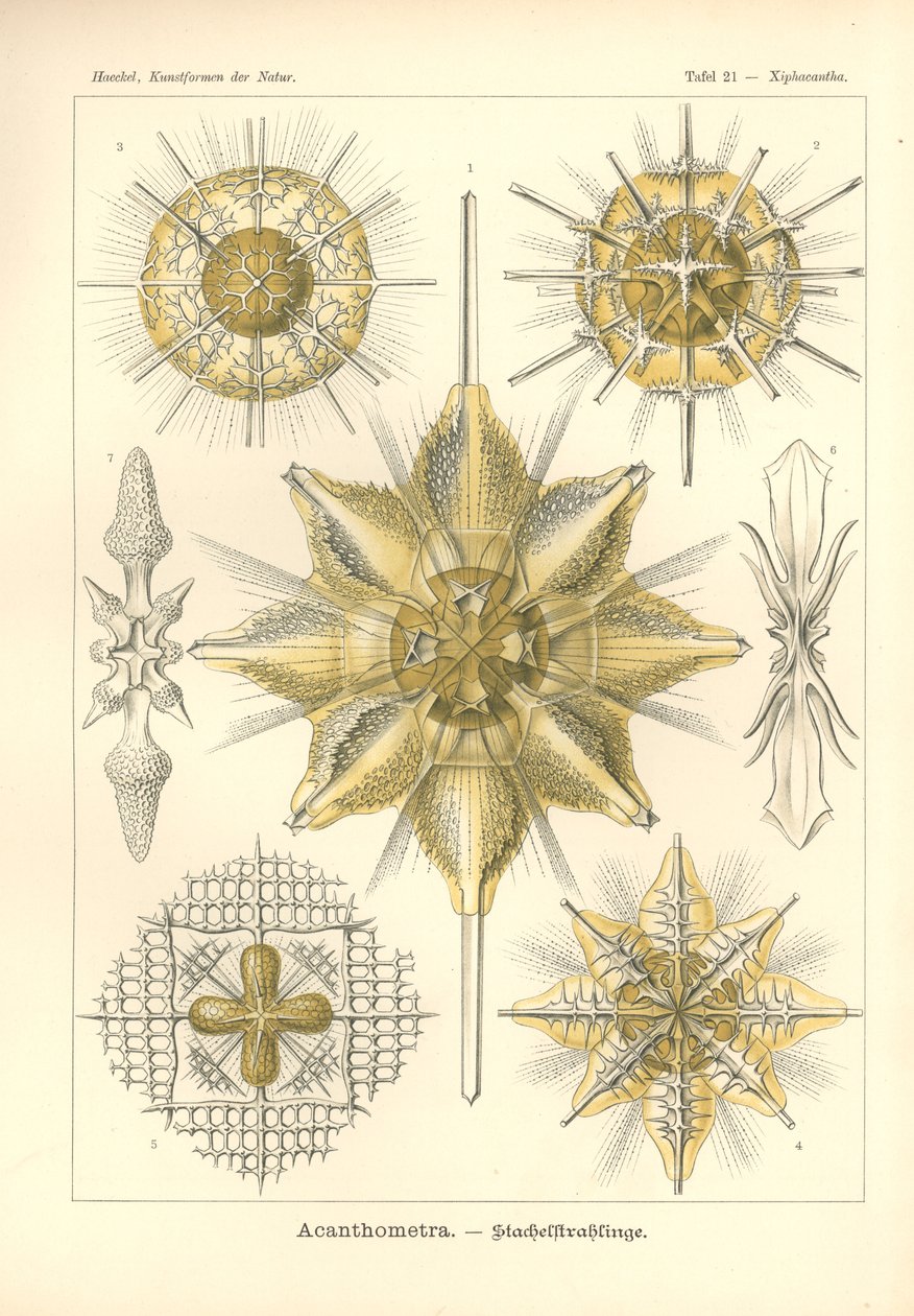 Acanthometra - Stachelstrahlinge, Pl.21 de 