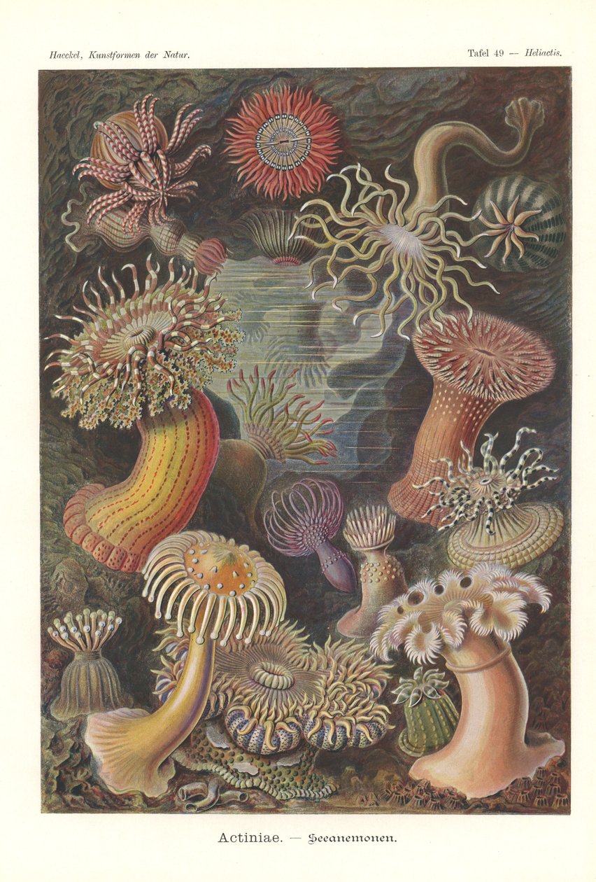 Actiniae - Anêmona do mar, Pl.49, de 