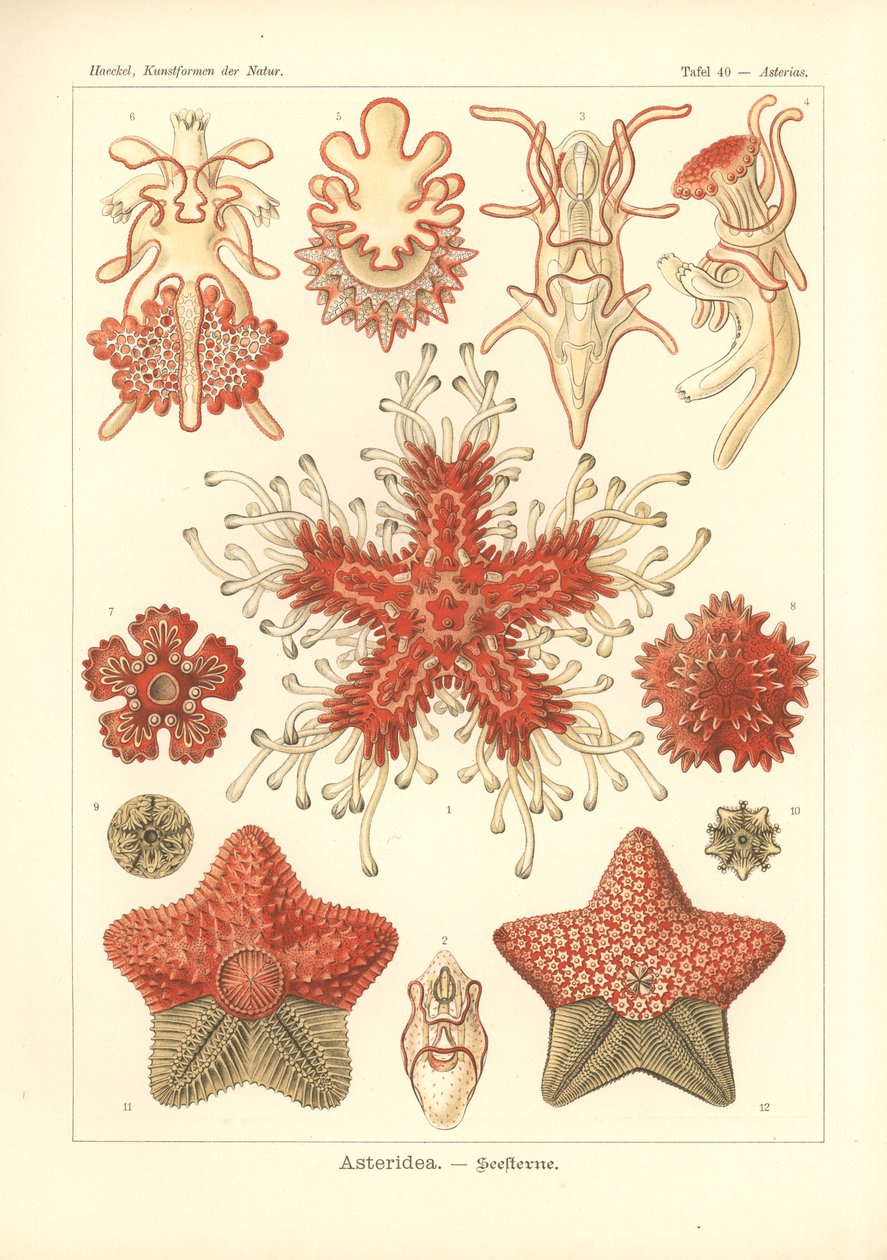 Asteridea - Sea Star, Pl.40. de 