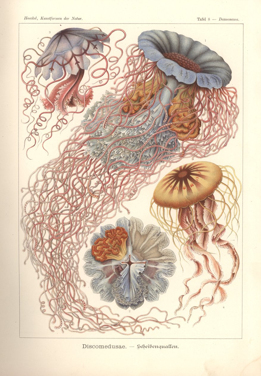 Discomedusae - Scheibenquallen, Pl. 8 de 