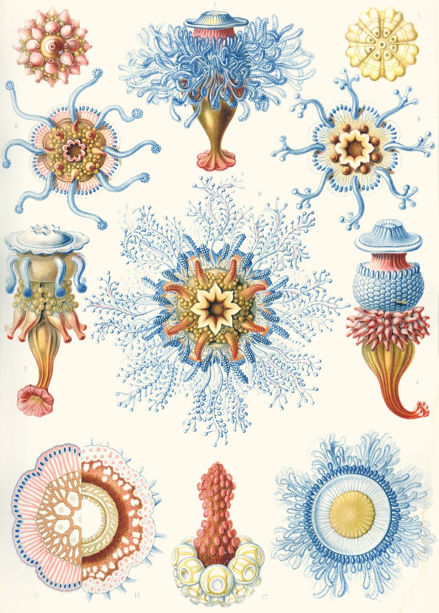 Exemplos de Siphonophorae de 