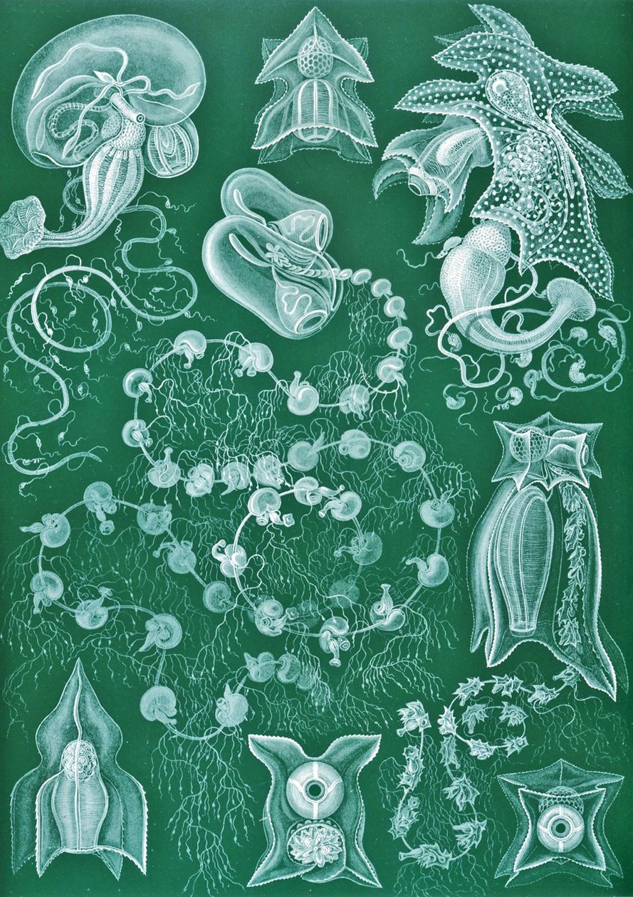 Exemplos de Siphonophorae de 