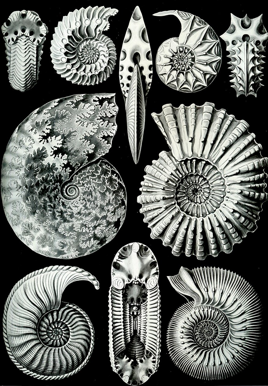 Ilustração de Ammonitida de "Art Forms of Nature" 1904 (lito) de Ernst (after) Haeckel