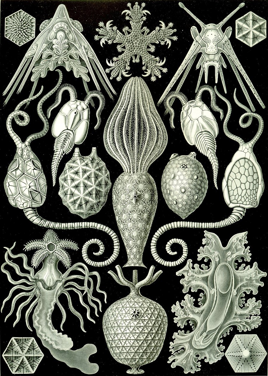 Ilustração de Amphoridea de "Kunstformen der Natur" 1904 (litho) de Ernst (after) Haeckel