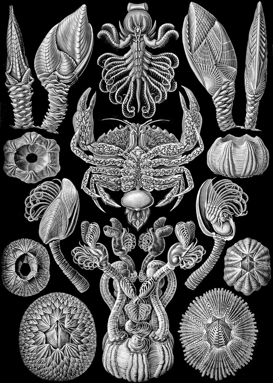 Ilustração de Cirripedia de "Art Forms of Nature" 1904 (lito) de Ernst (after) Haeckel