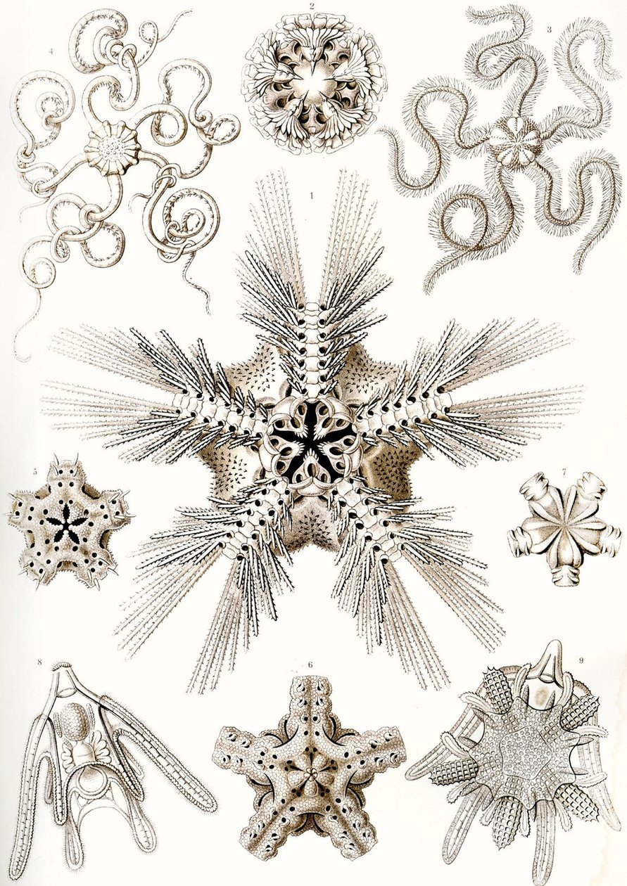 "Formas de Arte da Natureza de Ernst (after) Haeckel