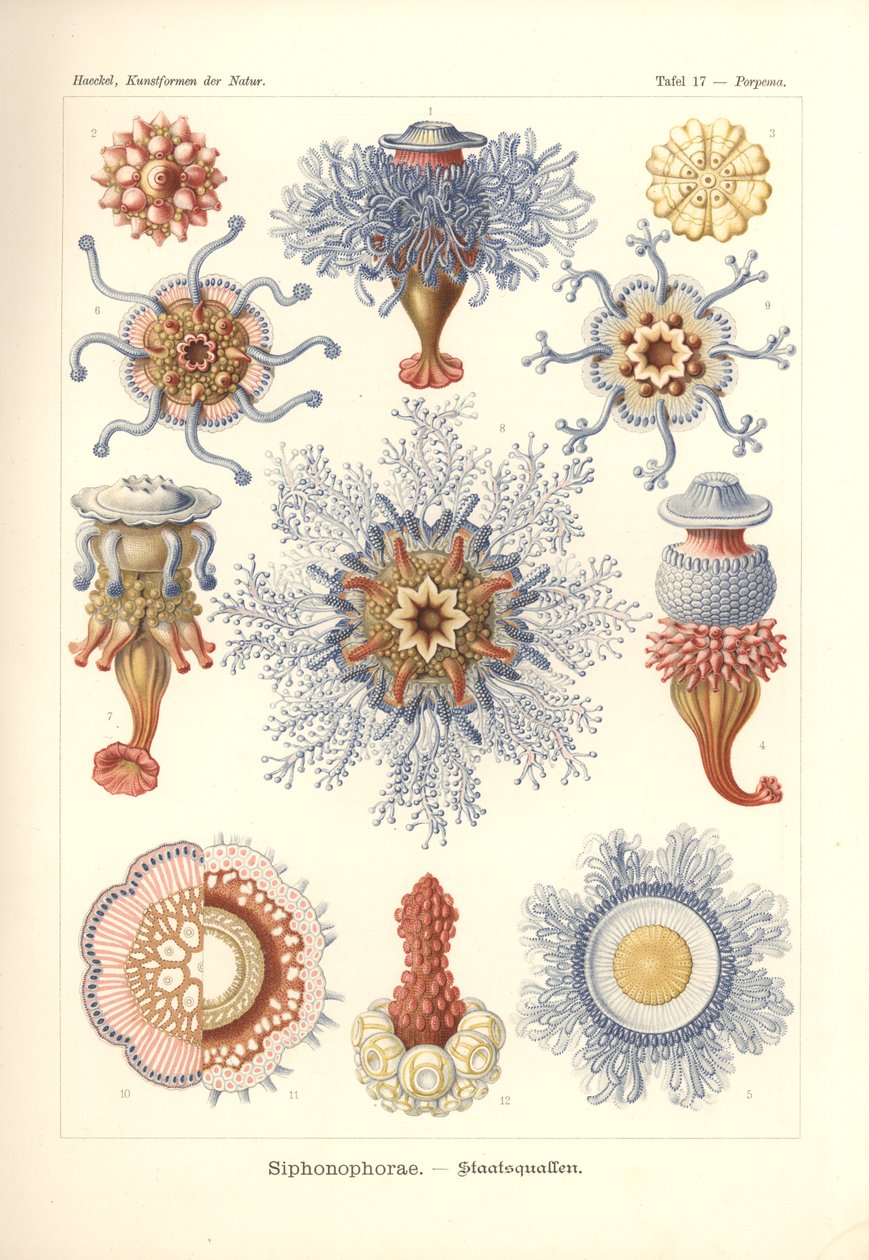 Siphonophorae - Jelly Fish, de 