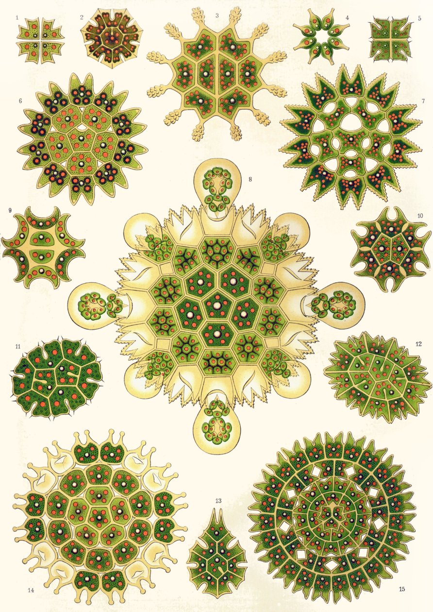 Variedades de Pediastrum de 