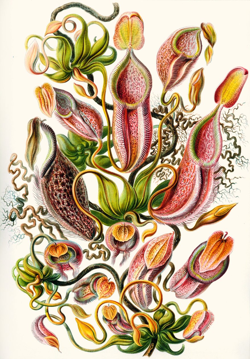 uma colecção de Nepenthaceae de "Kunstformen der Natur de Ernst (after) Haeckel