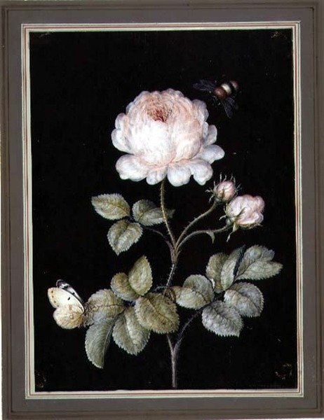 Rose com Bumble Bee e Butterfly (guache no papel) de Ernst Friedrich Carl Lang