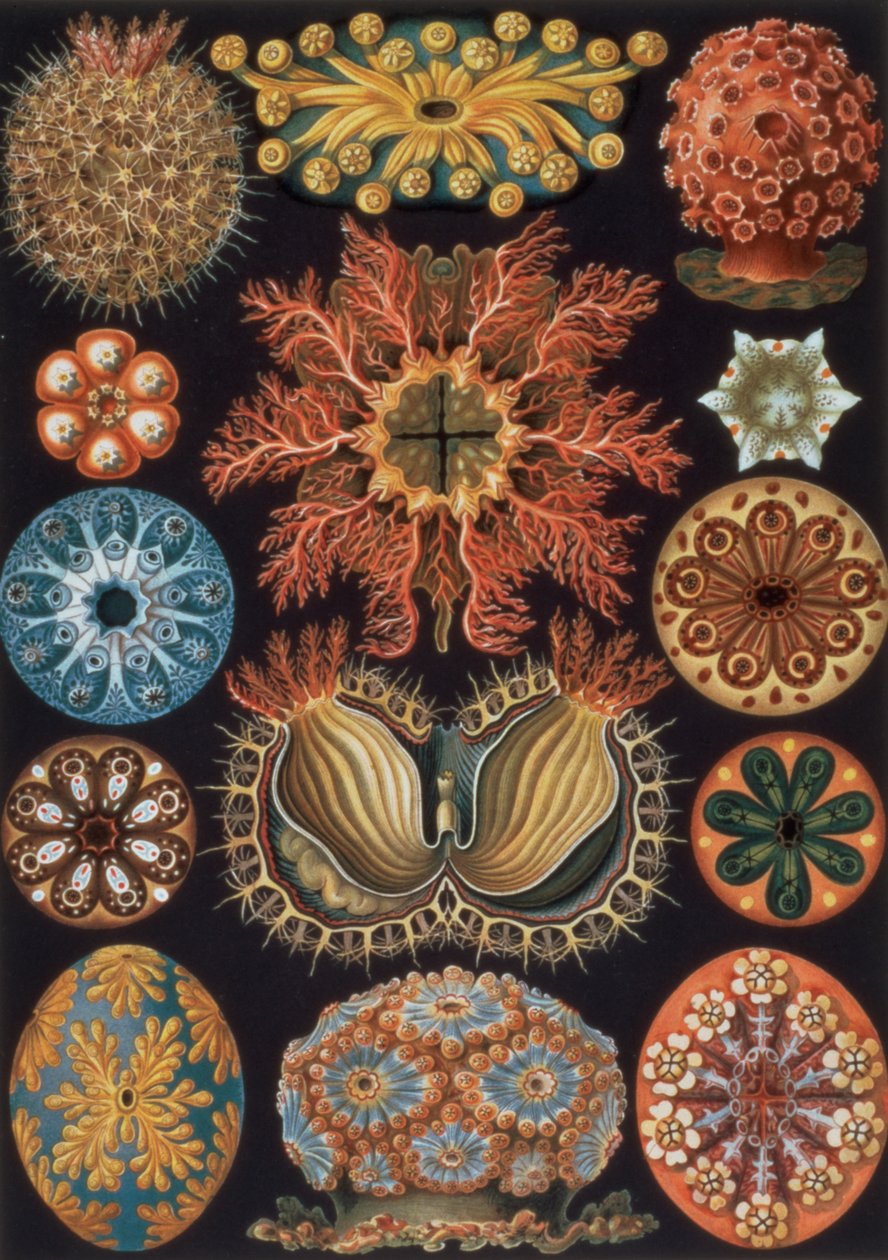 Ascidiae, placa 85 de "Art Forms of Nature" de Ernst Haeckel