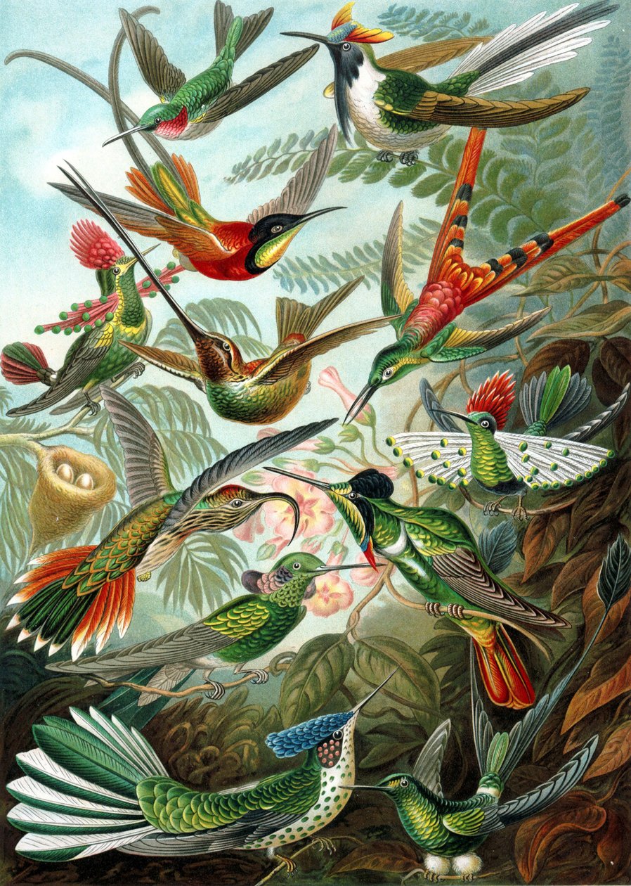 Exemplo da família Trochilidae, 