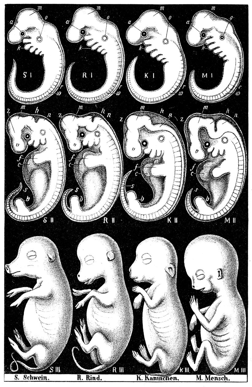 Comparação de Haeckels de embriões de porco, vaca, coelho e homem de Ernst Haeckel