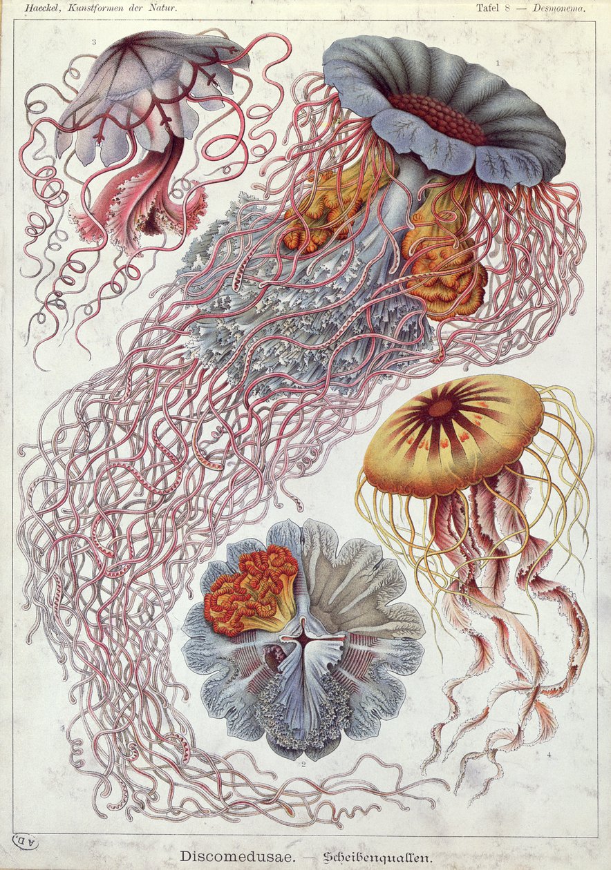 Medusas, de 