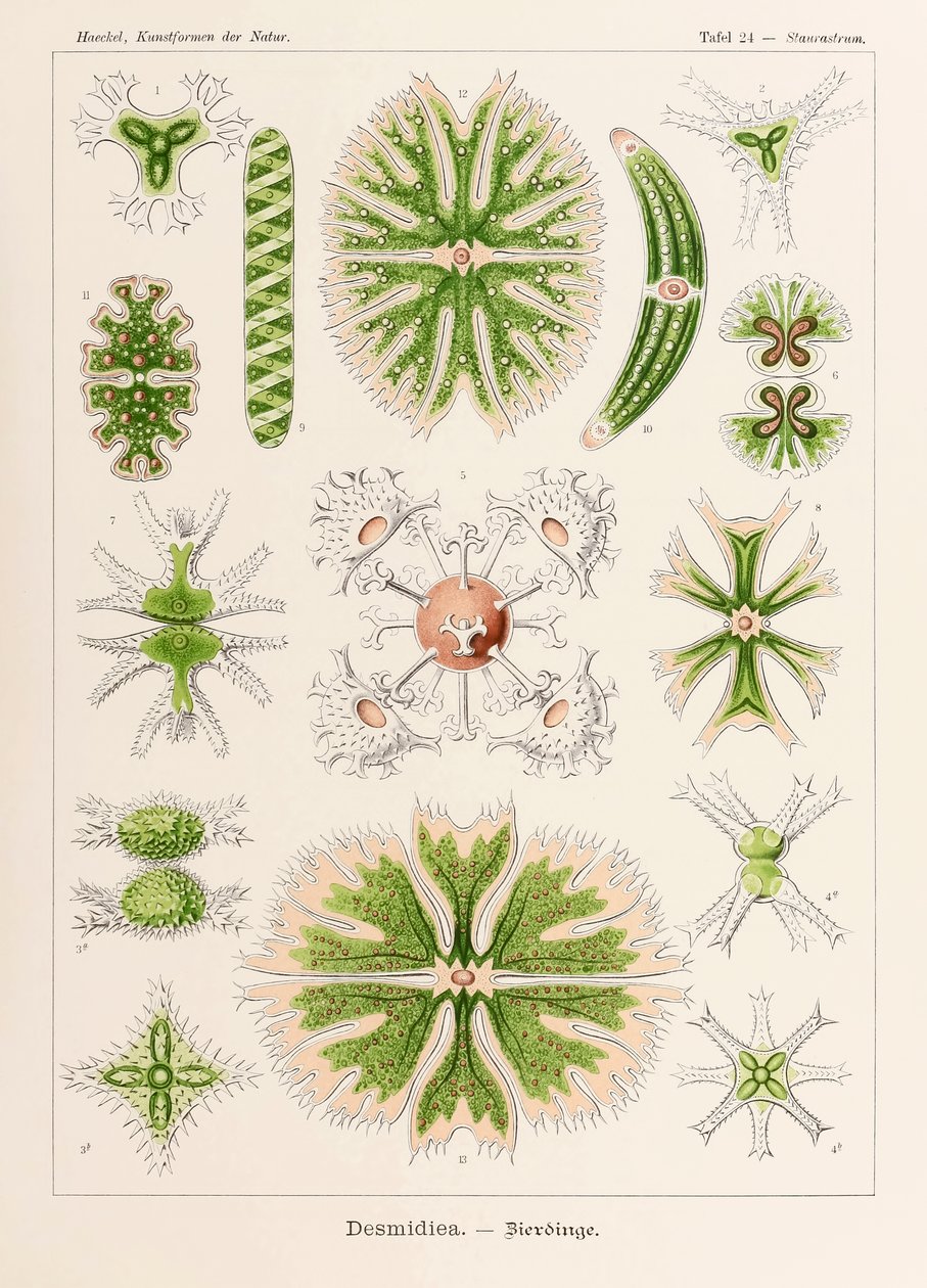Placa 24 Staurastrum Desmidiea de "Kunstformen der Natur" (Formas de Arte na Natureza) ilustrada por Ernst Haeckel (1834-1919) de Ernst Haeckel