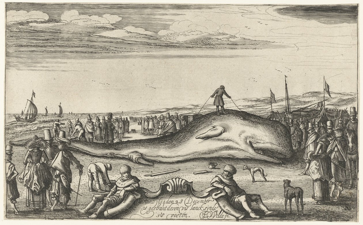 Cachalote encalhado na praia de Noordwijk, 1614 de Esaias van de Velde