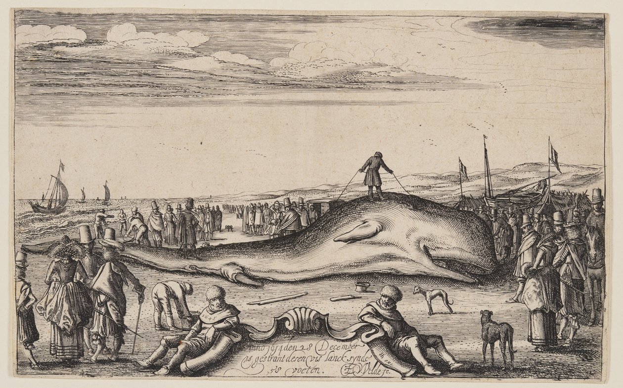 Cachalote encalhado em Noordwijk de Esaias van den Velde I