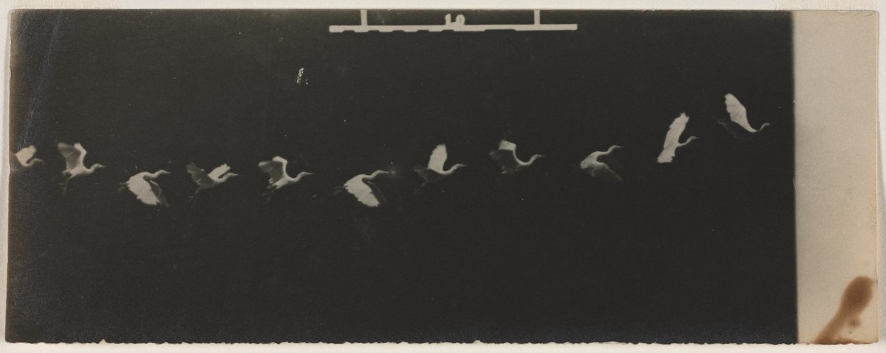 Cronofotografia de uma garça voadora de Etienne Jules Marey