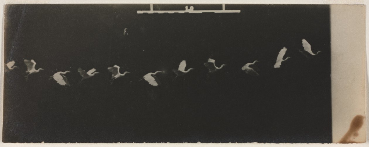 Cronofotógrafo de uma garça-real voadora. de Etienne Jules Marey