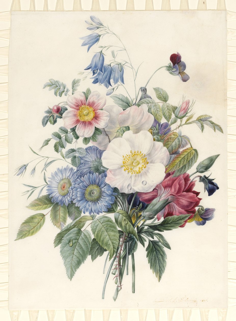 Ásteres azuis, rosa Spinosissima híbrido, Harebell, violas, Cartnation e uma rosa selvagem, 1820 (wc & bodycolour sobre o contorno de grafite sobre o velino) de Eugene A. L. d Orleans