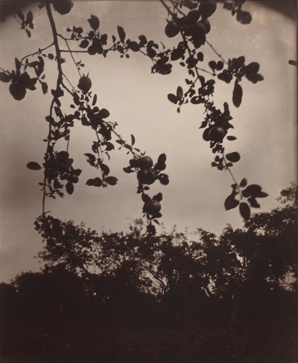 Ramo da maçã, 1922/1923 (foto) de Eugène Atget