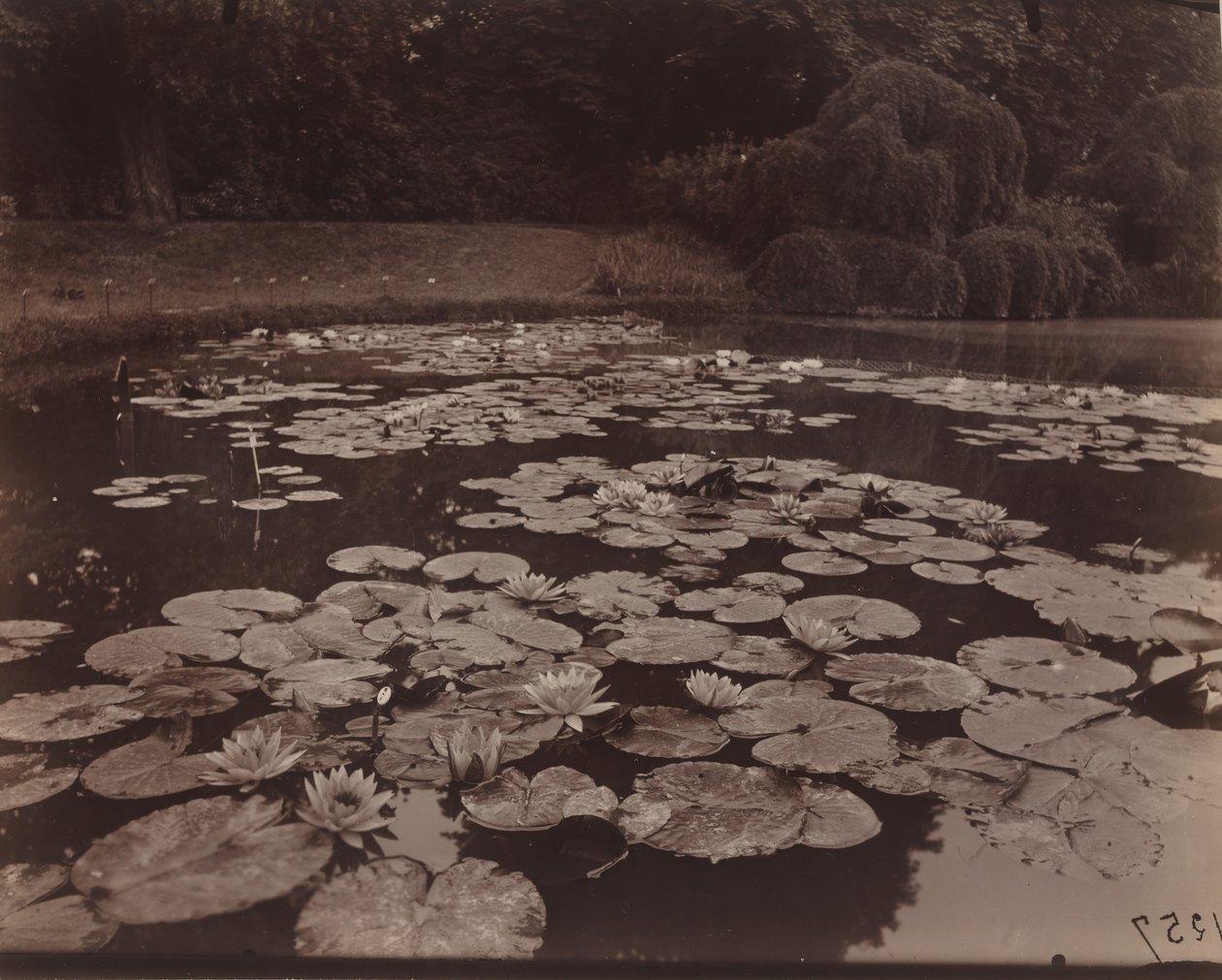 Nympheas (Bagatelle),1925 (foto) de Eugène Atget