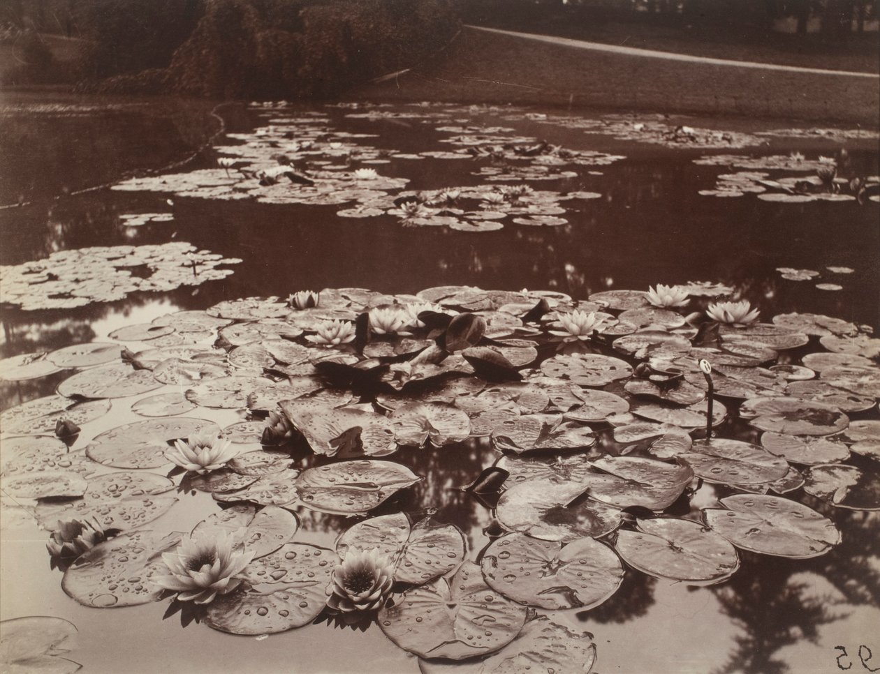 Nenúfares de Eugène Atget