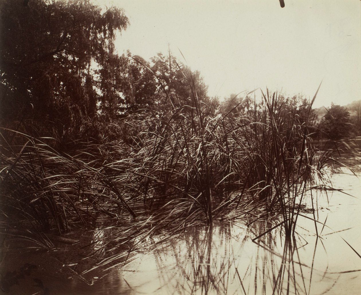 Juncos, lagoa de Plessis-Piquet de Eugène Atget